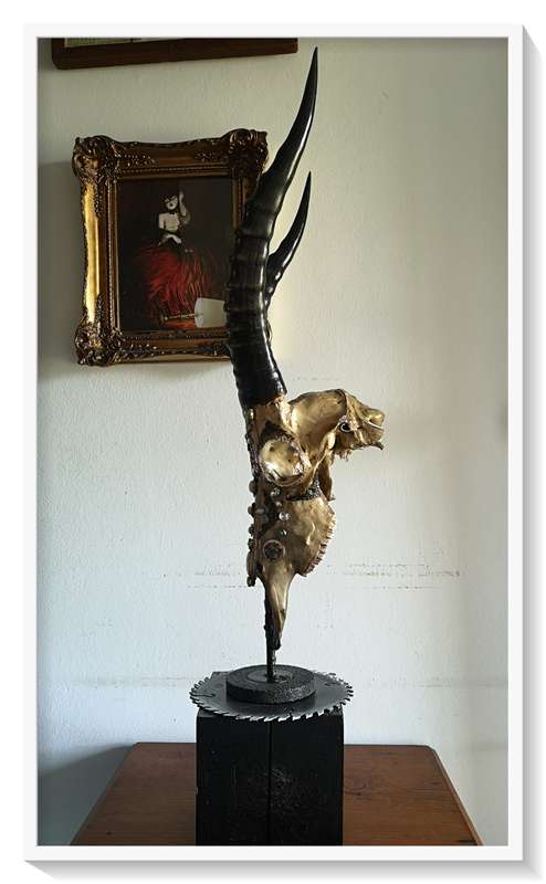 Deadly Decorum presents Beautiful Beast is Blesbuck antelpoe skull and horns display with solid base