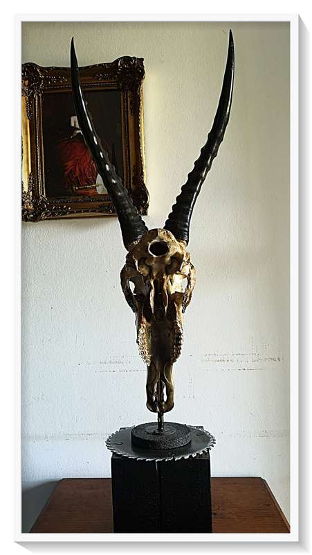 Deadly Decorum presents Beautiful Beast is Blesbuck antelpoe skull and horns display with solid base
