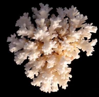 Old White Coral in Excellent Condition - Approximately 120mm Wide - See Photo***