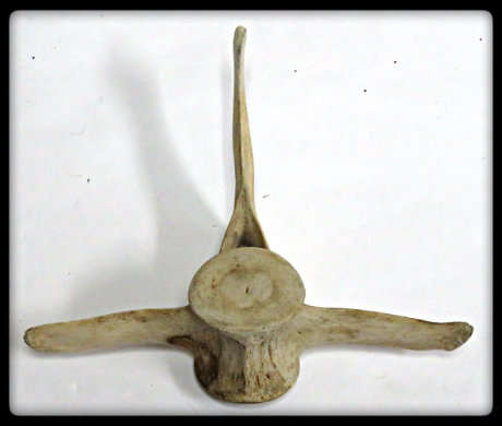 A Very Large and Solid Unspecified Whale Bone : for photography or art - Dimensions: 300mm +