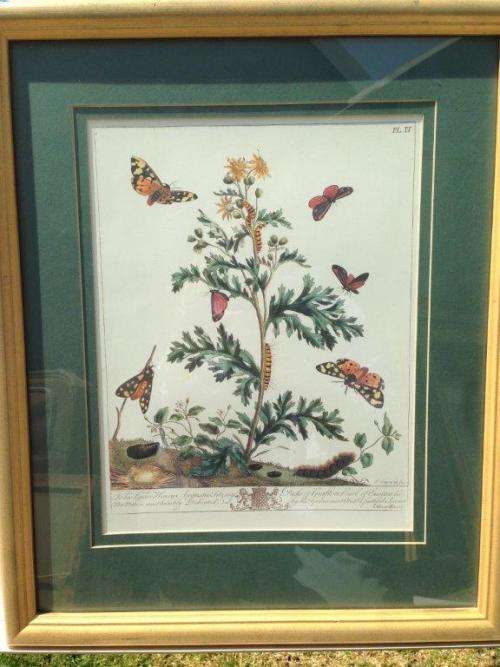 FINE DECORATIVE COPPER ENGRAVING PLATE IV BY MOSES HARRIS, FINELY HAND COLOURED (VALUE R2000)