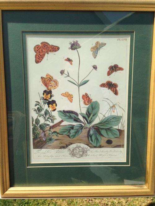 DECORATIVE COPPER ENGRAVING PLATE XXVIII BY MOSES HARRIS, FINELY HAND COLOURED (VALUE R2000)