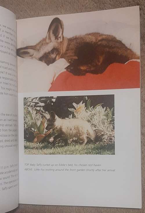 Precious moments in time with our Bat-eared Foxes.  Author: Glenda Raad