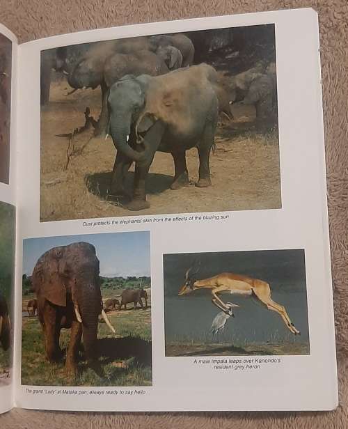In An Elephant`s Life Amongst `The Presidential Elephants of Zimbabwe`  Author: Sharon Pincott