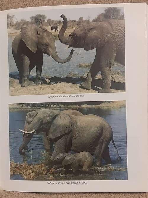 In An Elephant`s Life Amongst `The Presidential Elephants of Zimbabwe`  Author: Sharon Pincott