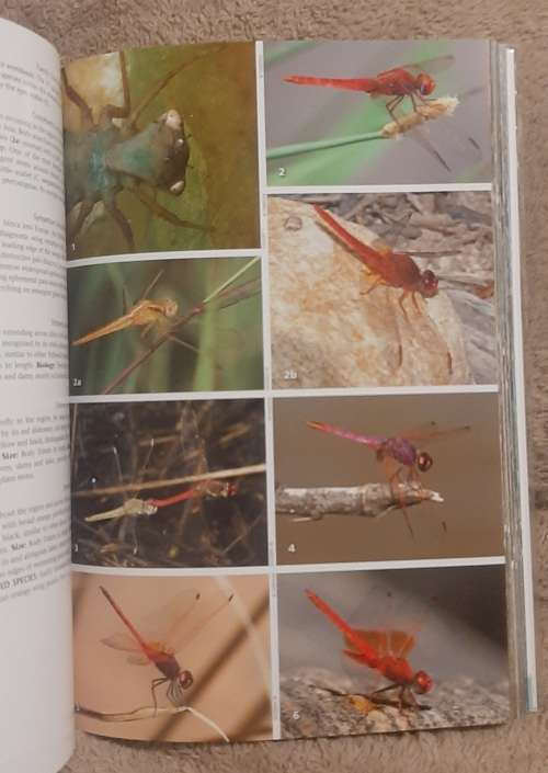 Freshwater Life  Author: Charles Griffiths, Jenny Day and Mike Picker