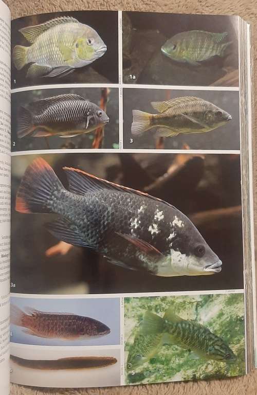 Freshwater Life  Author: Charles Griffiths, Jenny Day and Mike Picker