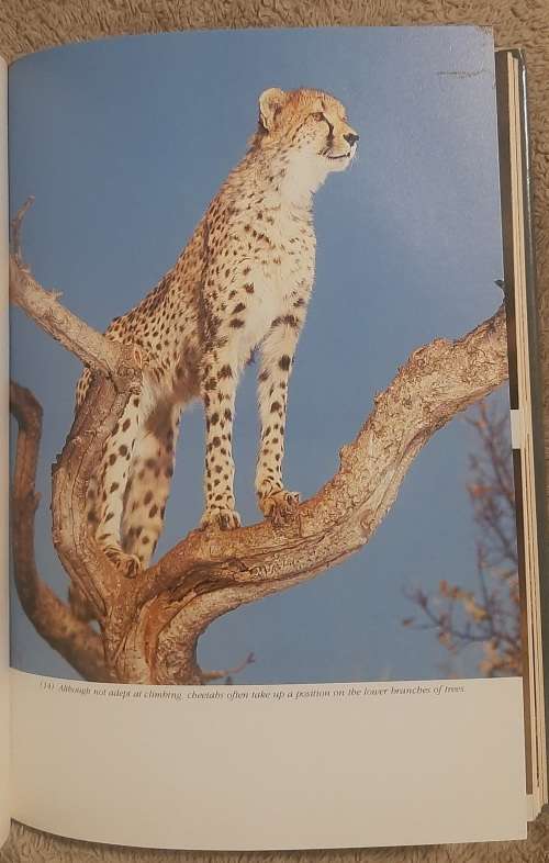 The Cheetahs of De Wildt.  Author: Ann Van Dyk