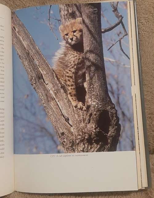 The Cheetahs of De Wildt.  Author: Ann Van Dyk