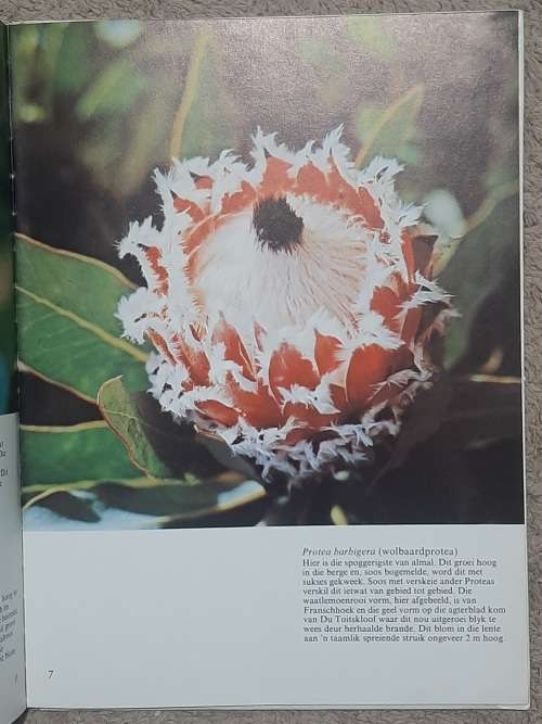 Proteas  Author: Frank Rosseau
