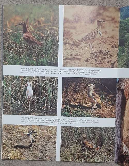 Birds  Author: Kenneth Newman