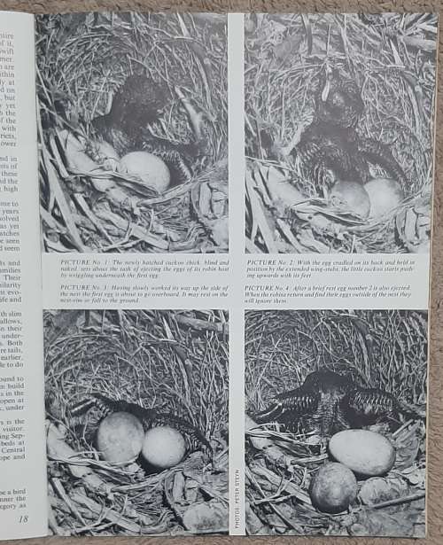 Birds  Author: Kenneth Newman