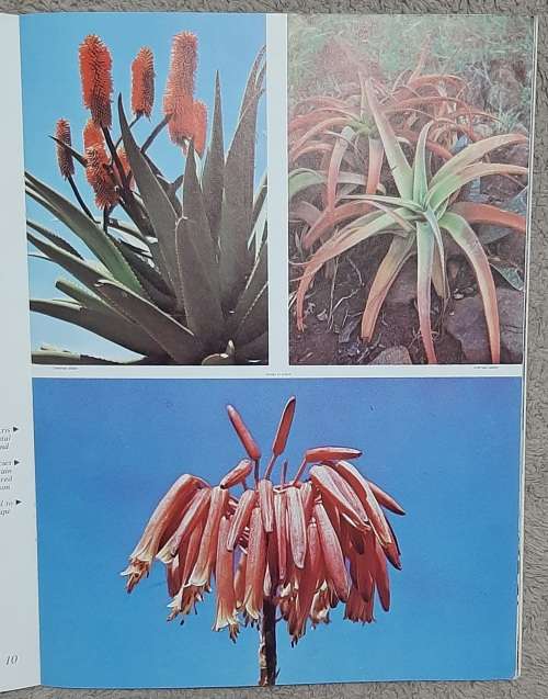 Aloes  Author: Barbara Jeppe