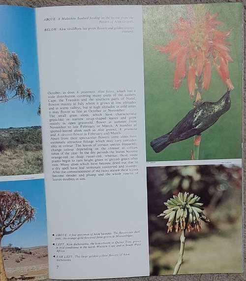 Aloes  Author: Barbara Jeppe