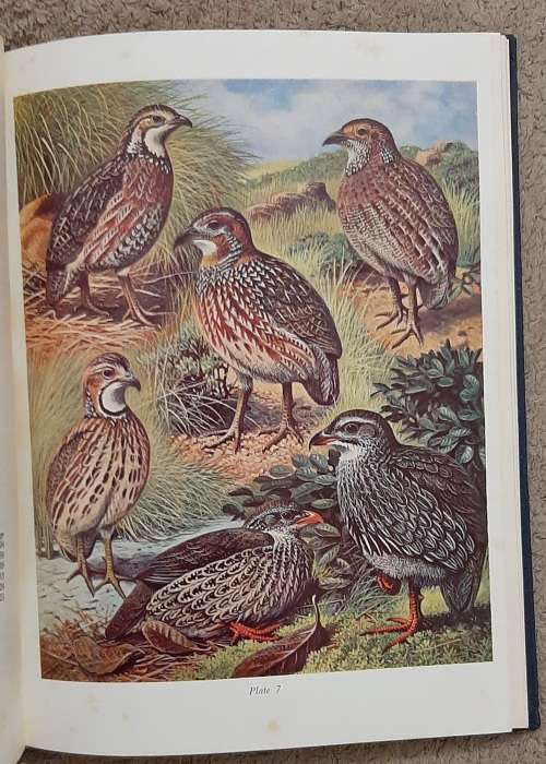 Gamebirds of Southern Africa - Author: P. A. Clancey