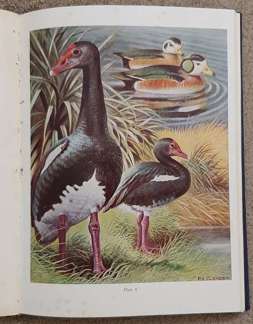 Gamebirds of Southern Africa - Author: P. A. Clancey