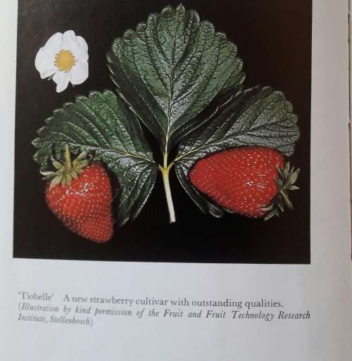 Fruit Growing in Southern Africa - Zoe Gilbert