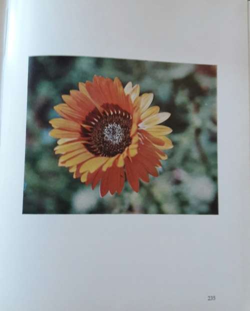 Discovering Wild Flowers in Southern Africa - Sima Eliovson