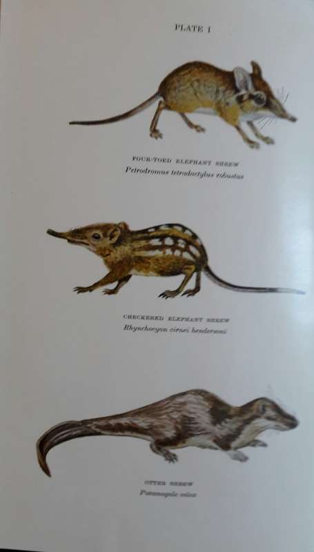 Mammals of Northern Rhodesia - W F Ansell