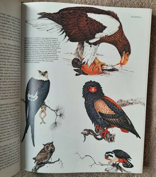 Birds: Their Life, Their Ways, Their World - Author: Reader`s Digest