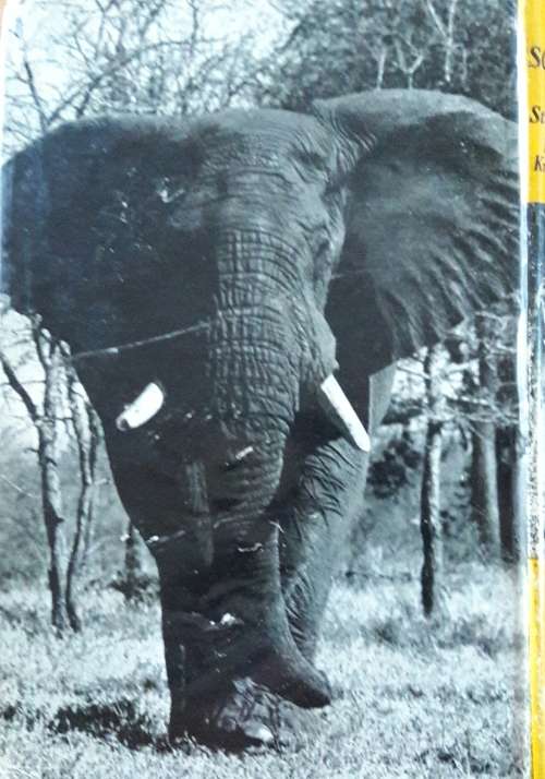 Wild Life in South Africa - Lieut-Col.J. Stevenson-Hamilton