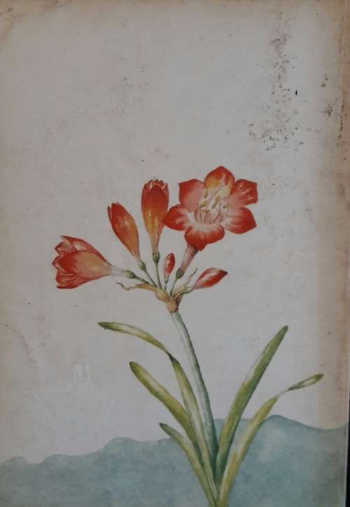 Outeniqua Tsitsikamma and Eastern Little Karoo -Audrey Moriarty