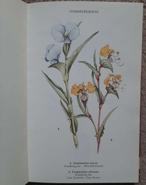 Wild Flowers of the Northern Cape/ Veldblomme van Noord-Kaapland - Author: Jill Adams