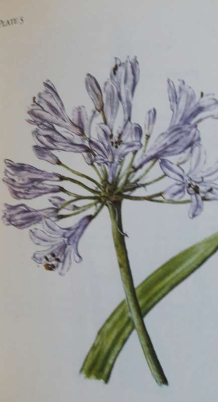 The Flowering Plants of the Tsitikama Forest and Coastal National Park