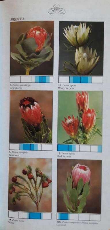Cape Flora - South Africa