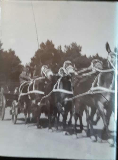 Kaapse Skou -Jozua Serfontein
