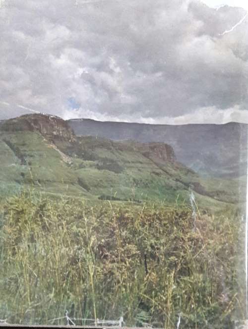 Wild Flowers of the Natal Drakensberg - W R Trauseld