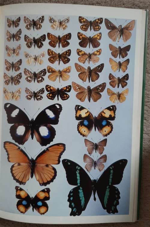 Butterflies of the Table Mountain Range - Authr: A.J.M. Claasens and C.G.C. Dickson