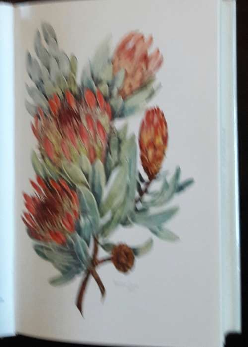 Trees and Shrubs of the Witwatersrand
