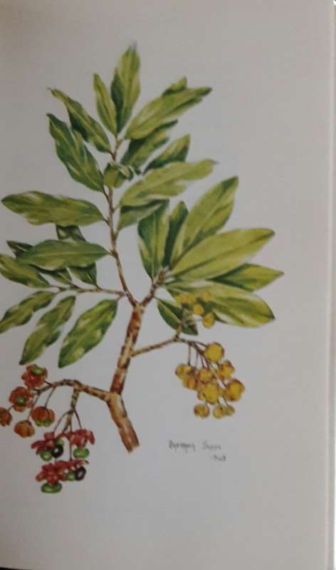 Trees and Shrubs of the Witwatersrand
