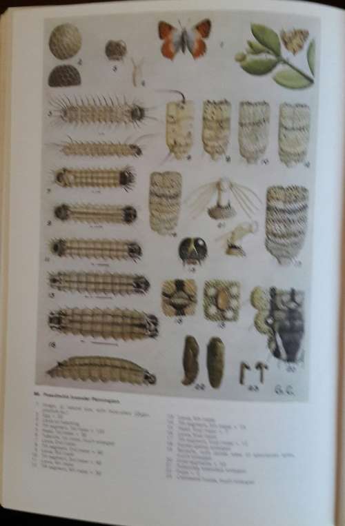 Life Histories of the South African Lycaenid Butterflies - Gowan C Clark and CGC Dickson