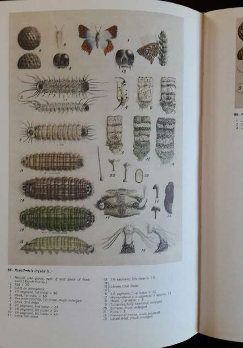 Life Histories of the South African Lycaenid Butterflies - Gowan C Clark and CGC Dickson