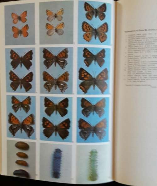 Life Histories of the South African Lycaenid Butterflies - Gowan C Clark and CGC Dickson