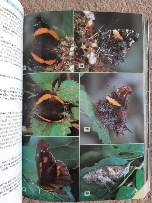 Field guide to Butterflies of South Africa - Author: Steve Woodhall