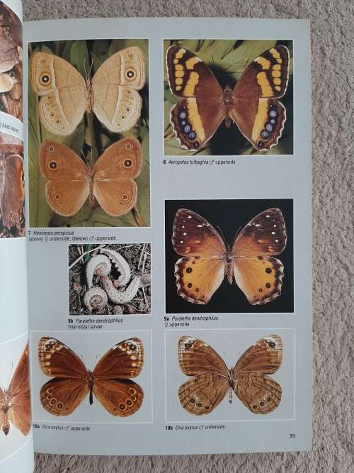 Field guide to the Butterflies of Southern Africa - Author: Ivor Migdoll