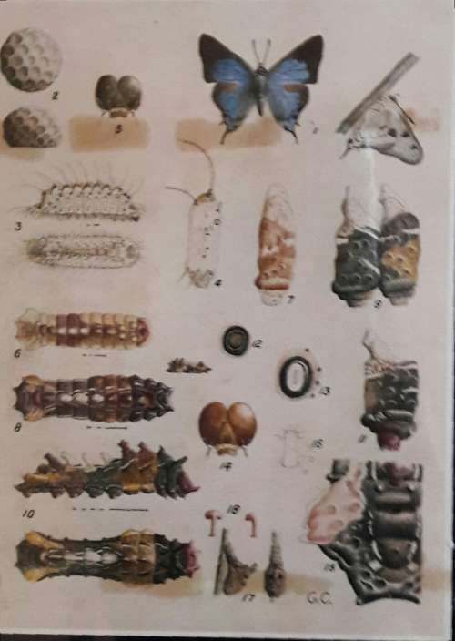 Life Histories of the South African Lycaenid Butterflies -Gowan C Clark and C G C Dickson