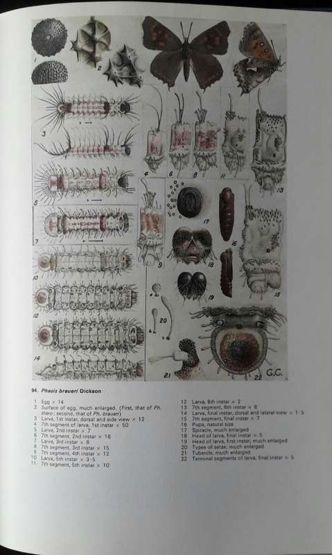 Life Histories of the South African Lycaenid Butterflies -Gowan C Clark and C G C Dickson