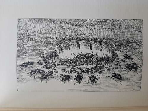 The Life of The White Ant - Author: Maurice Maeterlinck