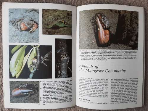 In the Mangroves of Southern Africa - Author: P Berjak, G.K. Campbell, B.I. Huckett, N.W. Pammenter