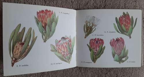 What Protea is That? - Author: H. B. Rycroft