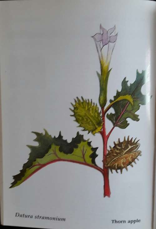 The Shell Field Guide - Commom Wild Flowers of the Okavango -Veronica Roodt
