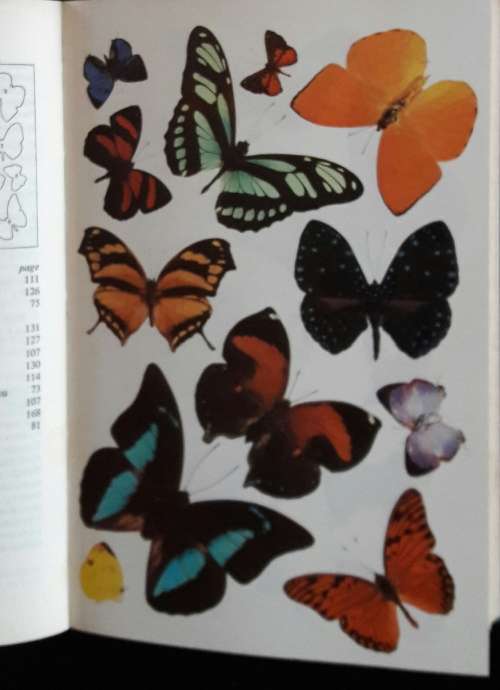 Butterflies of Trinidad and Tobago - Malcolm Barcant