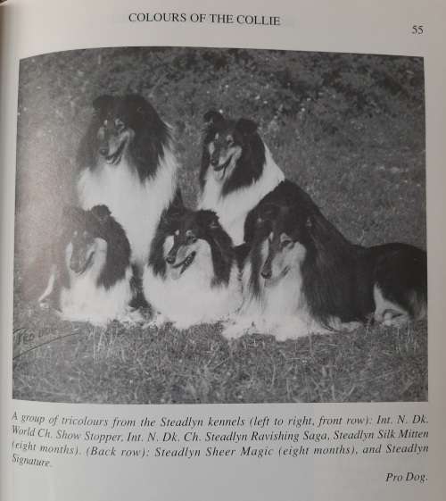 Rough and Smooth Collies - Author: Stella Clark
