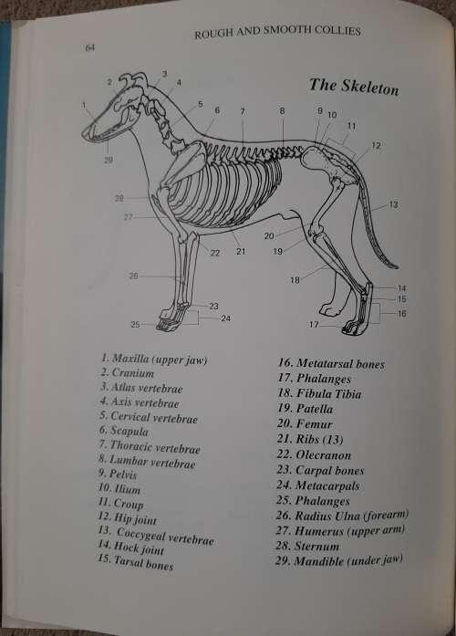 Rough and Smooth Collies - Author: Stella Clark