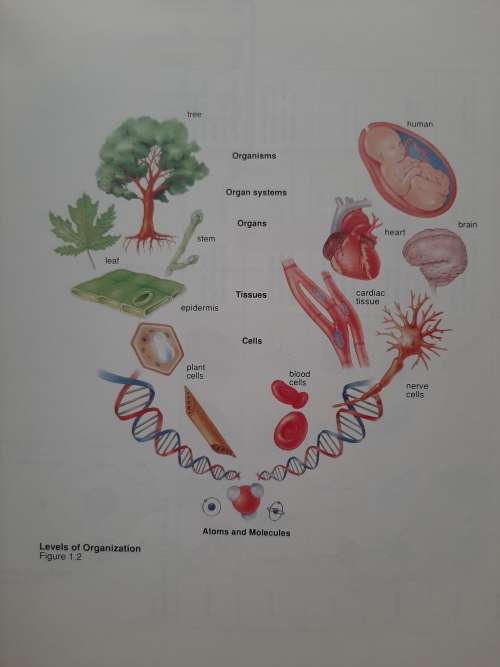 Inquiry into Life - Author: Sylvia S. Mader
