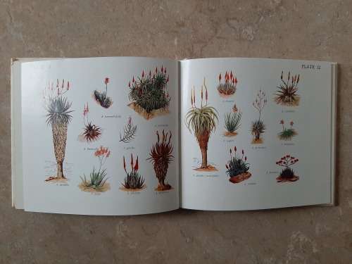 What Aloe is that? - Author: Eric Judd